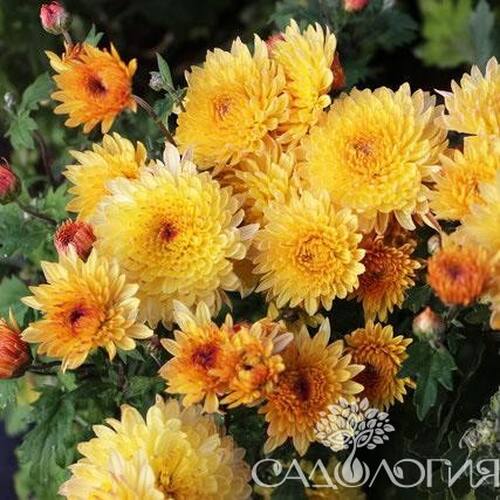Хризантема корейская Солнцесвет