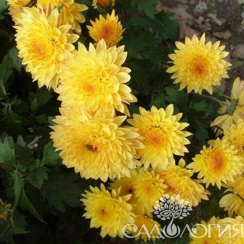 Хризантема корейская Солнцесвет