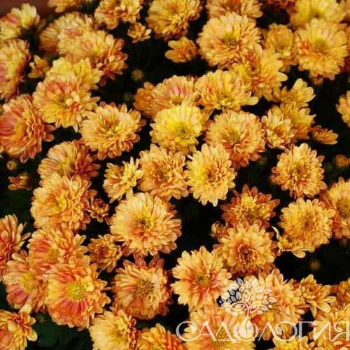 Хризантема корейская Солнцесвет
