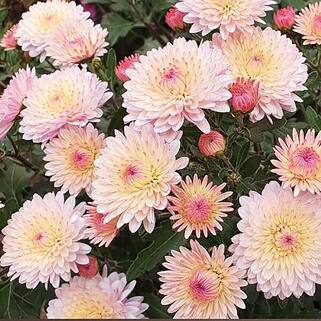 Хризантема корейская Лили Пинк