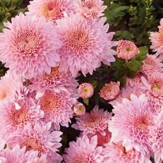 Хризантема корейская Лили Пинк