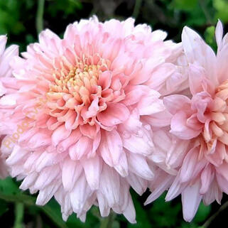 Хризантема корейская Лили Пинк