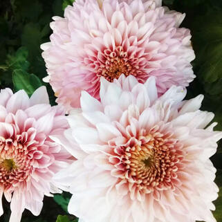 Хризантема корейская Лили Пинк