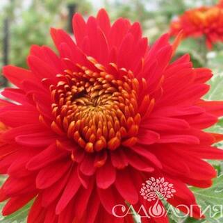 Хризантема корейская Bruno Red (Бруно Ред)