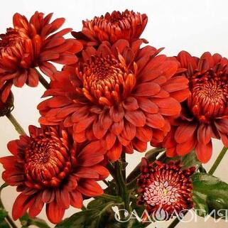 Хризантема корейская Bruno Red (Бруно Ред)