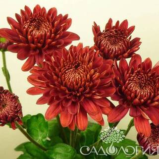 Хризантема корейская Bruno Red (Бруно Ред)