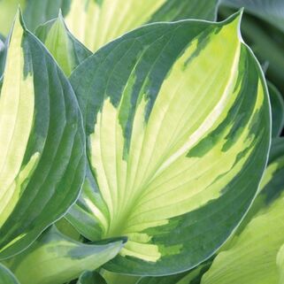 Хоста Color Glory (Калор Глори) L