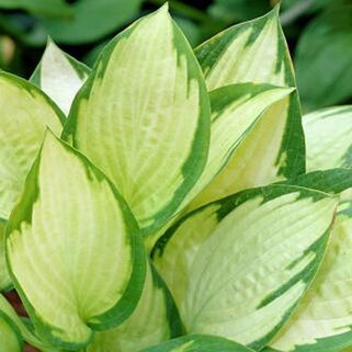 Хоста Paul's Glory (Паулс Глори) М