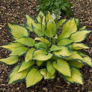 Хоста Paul's Glory (Паулс Глори) М