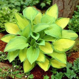 Хоста Paul's Glory (Паулс Глори) М