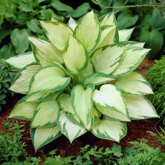 Хоста Paul's Glory (Паулс Глори) М