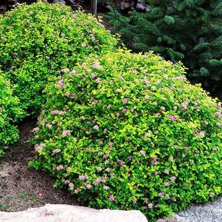 Спирея японская Green Carpet (Грин Карпет)