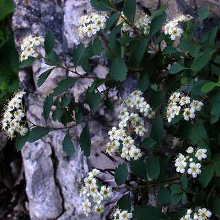 Спирея стелющаяся Decumbens