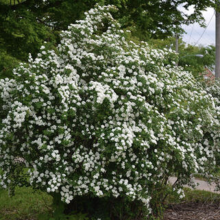 Спирея ниппонская Snowmound (Сноумаунд)