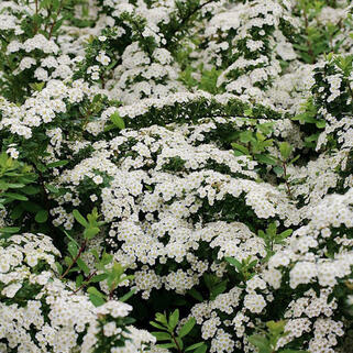 Спирея ниппонская Snowmound (Сноумаунд)