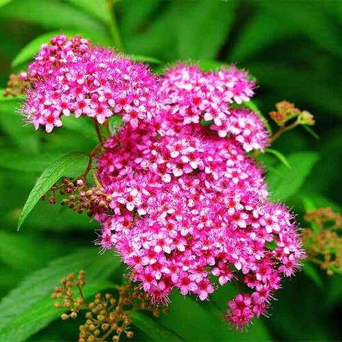 Спирея японская Macrophylla (Макрофила)