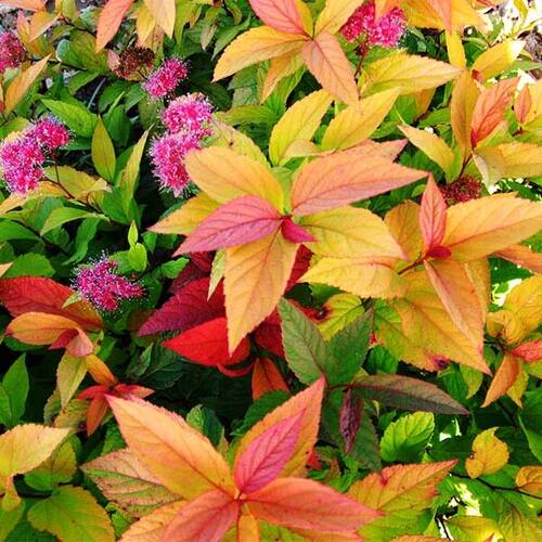 Спирея японская Macrophylla (Макрофила)
