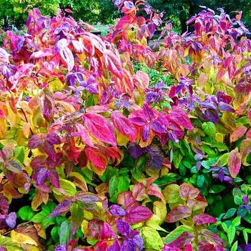 Спирея японская Macrophylla (Макрофила)