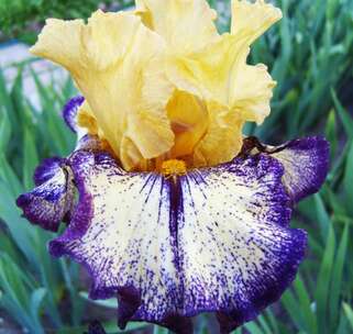 Ирис Aggressively Forward (Агресивли Форвард)