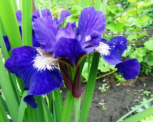 Ирис  Сибирский