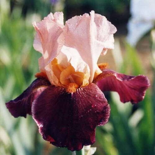 Ирис германский Cimarron Rose (Симарон Роуз)