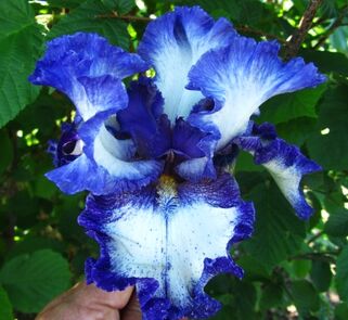 Ирис германский Сharleston