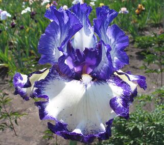 Ирис германский Сharleston