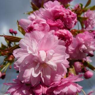 Вишня железистая Rosea Plena (Розеа Плена)
