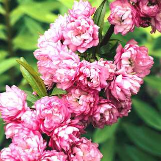 Вишня железистая Rosea Plena (Розеа Плена)