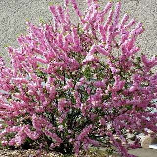 Вишня железистая Rosea Plena (Розеа Плена)