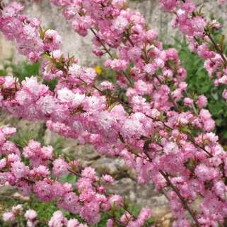 Вишня железистая Rosea Plena (Розеа Плена)