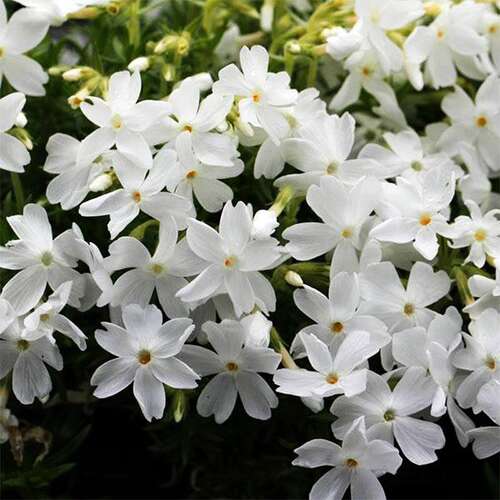 Флокс шиловидный White Delight (Вайт Делайт)
