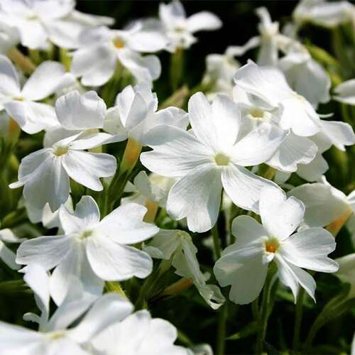 Флокс шиловидный White Delight (Вайт Делайт)