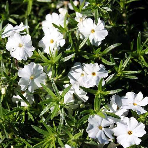 Флокс шиловидный White Delight (Вайт Делайт)