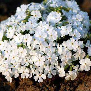 Флокс шиловидный White Delight (Вайт Делайт)