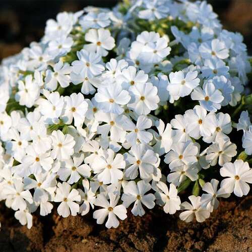 Флокс шиловидный White Delight (Вайт Делайт)