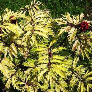 Бузина красная Plumosa Aurea (Плюмоза Ауреа)