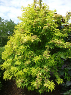 Бузина красная Plumosa Aurea (Плюмоза Ауреа)