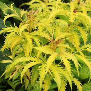 Бузина красная Plumosa Aurea (Плюмоза Ауреа)