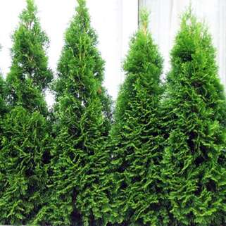 Туя западная Brobeck's Tower (Бробекс Тауэр)