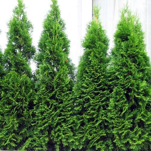 Туя западная Brobeck's Tower (Бробекс Тауэр)