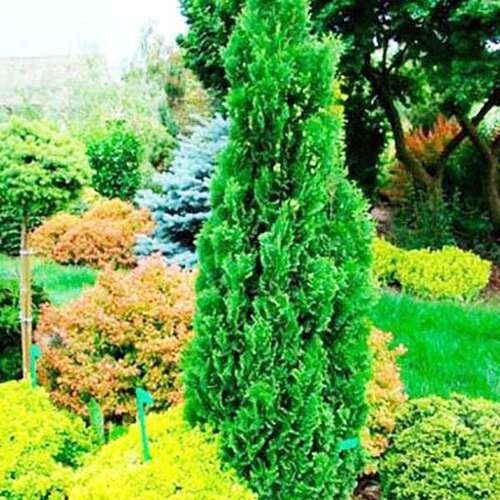 Туя западная Brobeck's Tower (Бробекс Тауэр)