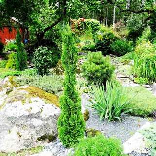 Туя западная Brobeck's Tower (Бробекс Тауэр)