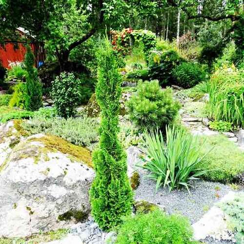 Туя западная Brobeck's Tower (Бробекс Тауэр)