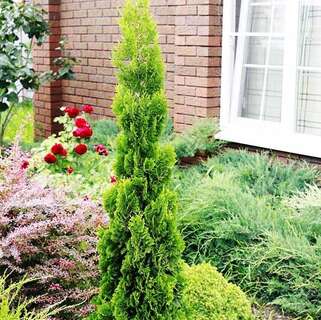 Туя западная Brobeck's Tower (Бробекс Тауэр)