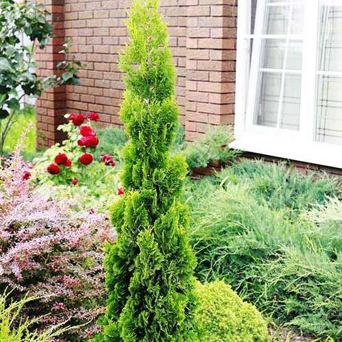 Туя западная Brobeck's Tower (Бробекс Тауэр)