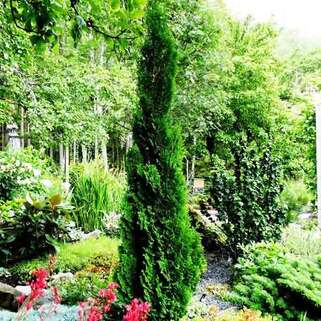 Туя западная Brobeck's Tower (Бробекс Тауэр)