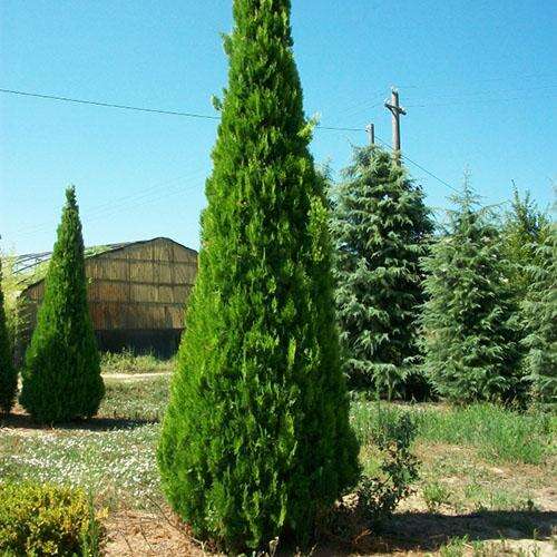 Туя восточная Pyramidalis Aurea (Пирамидалис Ауреа)