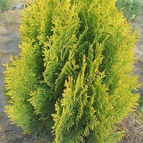 Туя восточная Pyramidalis Aurea (Пирамидалис Ауреа)