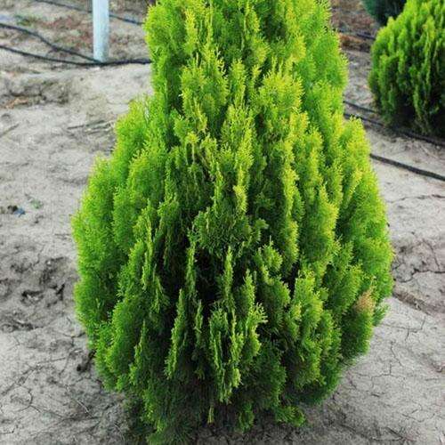 Туя восточная Pyramidalis Aurea (Пирамидалис Ауреа)